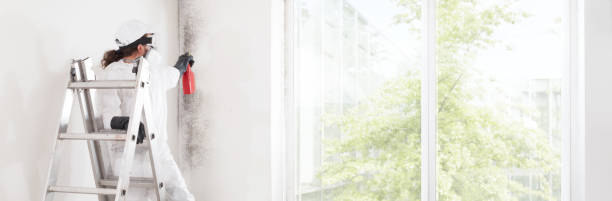 Best Industrial Mold Remediation  in Johnston City, IL